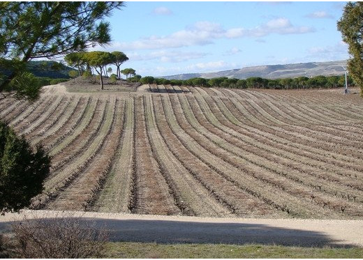 Bodegas Alion, Winzer aus Ribera del Duero